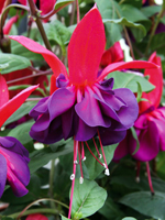 Fuchsia Dark Eyes